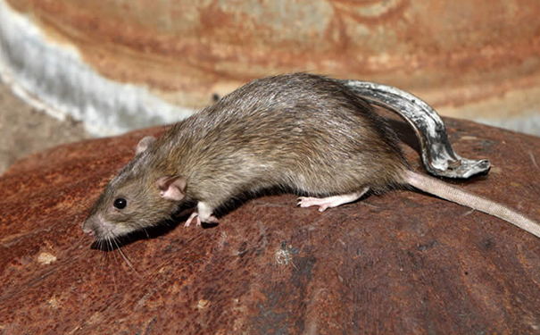 老鼠的习性及生物特征