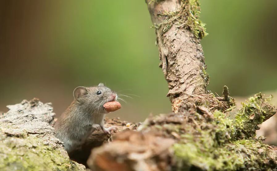 灭鼠最好的方法
