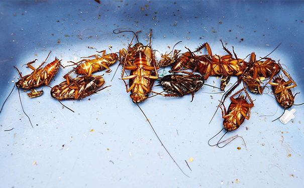 杭州灭蟑螂公司浅谈蟑螂的危害及消灭方法