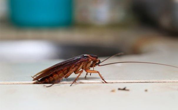 蟑螂怎么消灭？灭蟑螂有哪些注意事项？