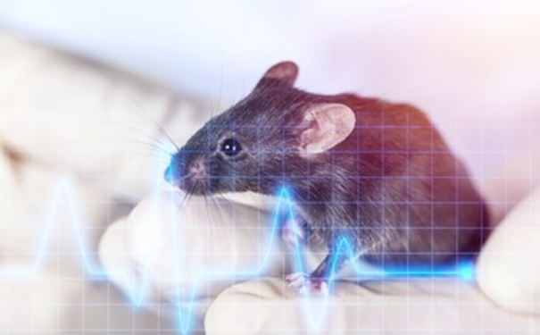 食品加工企业的有害生物控制--鼠类
